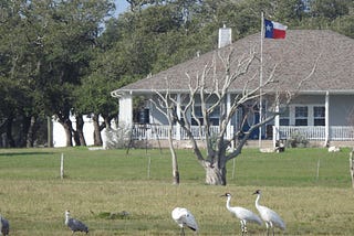 Endangered whooping cranes and a pair of sandhills stand in front of a Texas home in Rockport, TX. Photo by author December 2022.
