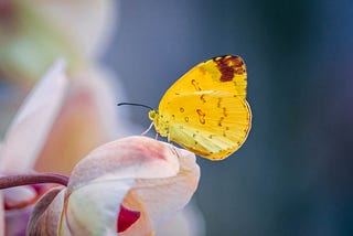 I Saw a Yellow Butterfly Upon a Rose