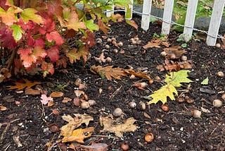 In the left-hand corner is part of a colorful shrub. A white picket fence is behind it. The foreground is soil littered with leaves and acorns.