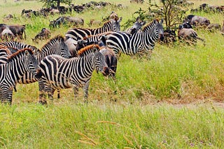 The Zebra and the Lion