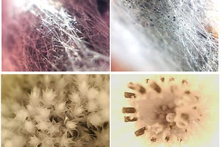 Top Panel: Common Mold forming hyphae network. Bottom Panel: Ground Moss Bryophyte (left) colony and close up (right).