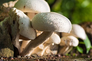 Mushrooms — Nourishment with Fungus