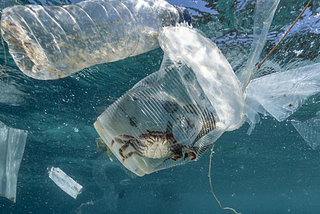 Poluição dos Oceanos e extinção da vida marinha: o que nossos hábitos têm a ver com isso?