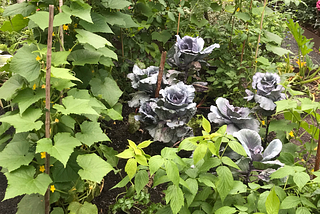 The Summer Garden’s Wise Chaos