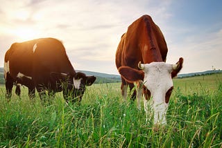 Here’s My Beef: Thoughts on How the Cattle Industry Is Deceiving You