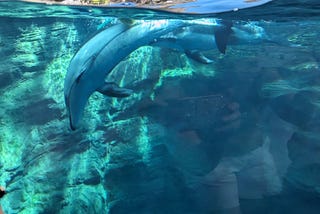 Osaka Aquarium Kaiyukan: A Day of Wonder and Discovery
