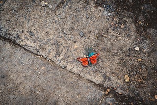 How Insects Survive the Urban Jungle