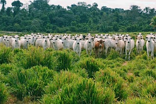 Retailers wake up to deforestation risk — will Italy’s leather trade raise its game?