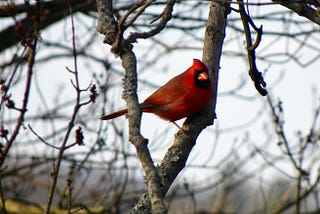 Back Porch Birding Part 1