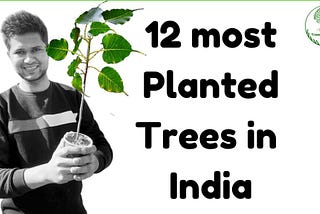 12 most planted trees in India