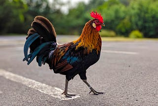 the chicken crossed the road. why?