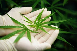 Comprehensive Guide to Cannabis Analysis: Unlocking the Secrets of Quality and Potency