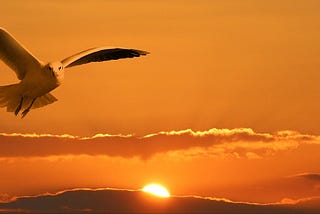 A white owl is flying over a golden sunset.