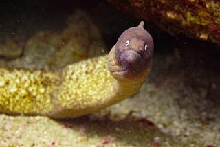 I Have a Publishing Deal with a Publishing Eel