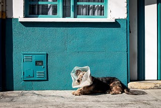 WHY THE VETERINARY CARE INDUSTRY NEEDS HELP