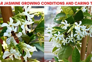 Star Jasmine Growing Conditions and Caring Tips (Learn From My Experience)