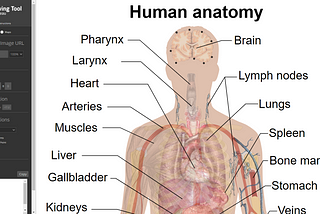 How to create an Anatomical Diagrams on Tableau in 3 screenshots