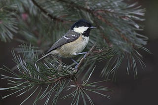 Coal Tit — not so black-and-white