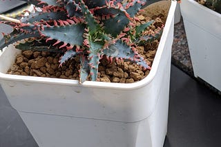 受傷也是種收獲