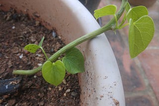 Growing Heart-leaved moonseed/ Tinospora cordifolia/ Seenthil Kodi from a cutting