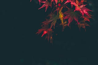 Autumn leaves hanging from a branch.