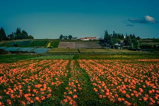 Why We Care about the Future of Food at Samsung NEXT