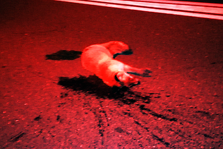 A dead fox in the middle of the road.