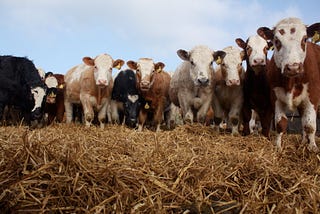 The Demise of Modern Medicine