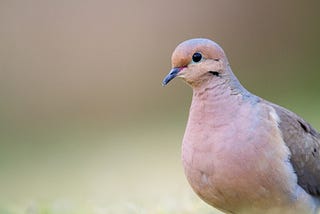 The Mourning Dove