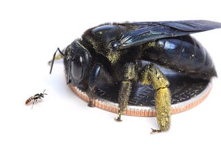 Fairy bee Perdita sp facing a Carpenter bee Xylocopa sp. Credits BeesinYourBackyard