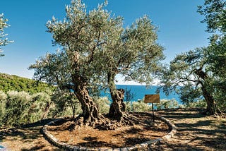 The summer of olive oil and pine trees