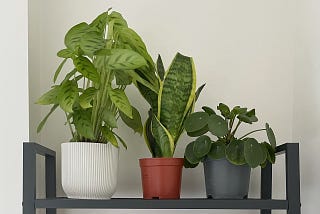 5 Ways Looking After Houseplants Changed My Life