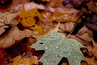 Dew-kissed green leaf on a bed of autumn colors.