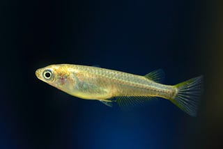 A Fish Tale: Tracing the Divergence of a Species