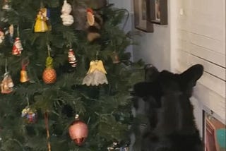 Une femme de Floride trouve un raton laveur sur un arbre de Noël