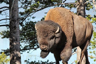 a bison wandering through yellowstone