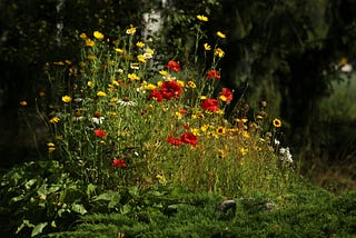 Ditch the Mower, Find the Wonder! 🌿 Your Guide to a Wild(ish) Lawn