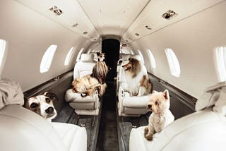 Pet Friendly Private Jet Charter
