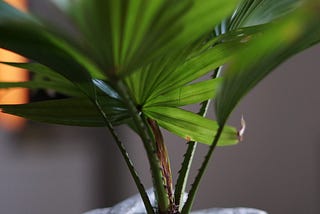 Can my plant feel or perceive things?