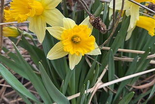 yellow daffodils in April