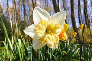 Image shows a white daffodil with a yellow heart, in the sun and against the background of trees.