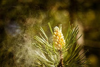 Heal your Pine Pollen Allergy Naturally