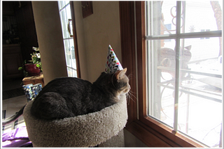 A cat with a party hat stares out of the window.