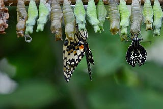 A row of pupa with butterflies coming out of a couple of them.