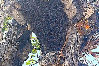 Why Are There So Many Bees in Las Vegas Right Now?