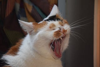 Healthy Cat Mouth | 4 Causes of Smelly Cat’s Mouth