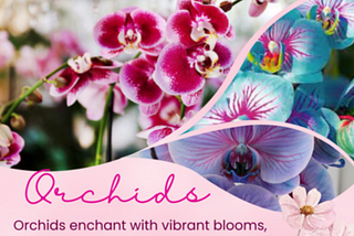 Orchids,Where Beauty Blossoms.