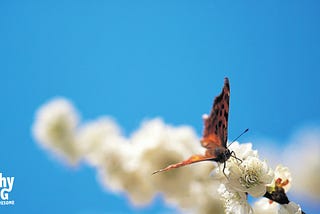 Transforming change and stress into opportunity (how to be a butterfly—part 1: the cocoon)