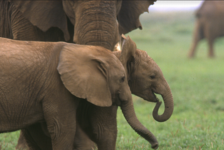 Kidnapping Behavior in Elephants: A Compelling Mystery