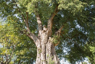 THE TAMARIND TREE